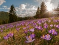 Magnificent sunset over mountain meadow with beautiful blooming purple crocuses