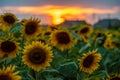 Magnificent sunset over sunflower field. Agriculture concept background Royalty Free Stock Photo