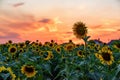 Magnificent sunset over sunflower field. Agriculture concept background Royalty Free Stock Photo