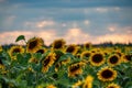 Magnificent sunset over sunflower field. Agriculture concept background Royalty Free Stock Photo