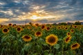 Magnificent sunset over sunflower field. Agriculture concept background Royalty Free Stock Photo