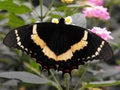 Magnificent Swallowtail butterfly on flower Royalty Free Stock Photo