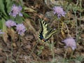 Magnificent swallowtail butterfly which forages a purple flower in the nature of Provence at Fontvieille in the Alpilles