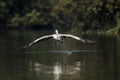 A magnificent take off of a pelican from the water surface at a bird sanctuary Royalty Free Stock Photo