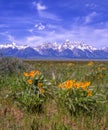 Magnificent Teton mountains and spring flowers Royalty Free Stock Photo