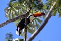 Magnificent Toucan Sitting on a branch in Brazil Royalty Free Stock Photo