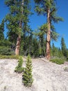 Magnificent towering pines Royalty Free Stock Photo