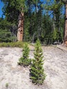 Magnificent towering pines Royalty Free Stock Photo