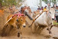 Magnificent traditional game `Pacu Jawi` from minang, padang, indonesia