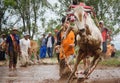 Magnificent traditional game `Pacu Jawi` from minang, padang, indonesia