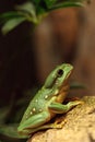 Magnificent tree frog Litoria splendida Royalty Free Stock Photo