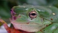 Magnificent Tree Frog or Ranoidea splendida Royalty Free Stock Photo