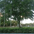 A magnificent tree in Luneta Park