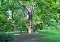 Magnificent tree at Margaret Island - Park in Central Budapest Royalty Free Stock Photo