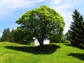 Magnificent tree Royalty Free Stock Photo