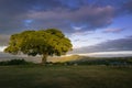 Magnificent tree and tents in a camping area in the Ngorongoro Conservation Area at sunset. Tanzania. Africa