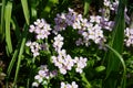 Arabis caucasica `Pinkie` in April in the garden. Berlin, Germany