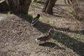 Female and male mallard ducks sit on the shore of Lake Wuhlesee in spring. Marzahn-Hellersdorf, Berlin, Germany Royalty Free Stock Photo