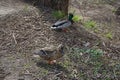 Female and male mallard ducks sit on the shore of Lake Wuhlesee in spring. Marzahn-Hellersdorf, Berlin, Germany Royalty Free Stock Photo