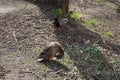 Female and male mallard ducks sit on the shore of Lake Wuhlesee in spring. Marzahn-Hellersdorf, Berlin, Germany Royalty Free Stock Photo