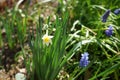 Miniature daffodil `Minnow` in the garden in April. Berlin, Germany Royalty Free Stock Photo