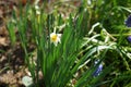 Miniature daffodil `Minnow` in the garden in April. Berlin, Germany Royalty Free Stock Photo