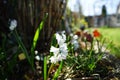 Puschkinia libanotica in the garden in April. Berlin, Germany