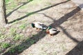 Two drake mallards on the banks of the Wuhle river. Berlin, Germany