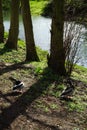 Two drake mallards on the banks of the Wuhle river. Berlin, Germany Royalty Free Stock Photo