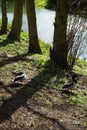 Two drake mallards on the banks of the Wuhle river. Berlin, Germany Royalty Free Stock Photo