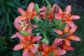 Asiatic Lilium x hybridum `Cancun` blooms in June in the garden. Berlin, Germany Royalty Free Stock Photo