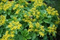 A bee flies over yellow flowers Sedum kamtschaticum var. ellacombianum in June. Berlin, Germany