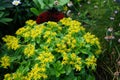 A bee flies over yellow flowers Sedum kamtschaticum var. ellacombianum in June. Berlin, Germany