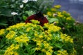 A bee flies over yellow flowers Sedum kamtschaticum var. ellacombianum in June. Berlin, Germany