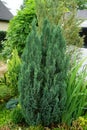 Chamaecyparis lawsoniana `Snow White` in the garden. Chamaecyparis lawsoniana  is a species of conifer in the genus Chamaecyparis Royalty Free Stock Photo