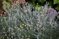 An evergreen with silvery foliage, Santolina chamaecyparissus has yellow flowers in June. Berlin, Germany