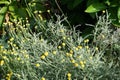 An evergreen with silvery foliage, Santolina chamaecyparissus has yellow flowers in June. Berlin, Germany