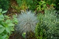 Festuca glauca and Santolina chamaecyparissus with silver-blue foliage bloom in the garden in June. Berlin, Germany