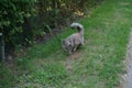 The gray fluffy cat confidently walks towards the familiar hole in the fence. Berlin, Germany