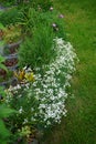 Gypsophila repens, the alpine gypsophila or creeping baby`s breath, is a species of flowering plant in the family Caryophyllaceae.