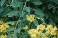 Insects fly over the Sedum reflexum flowers in June. Berlin, Germany