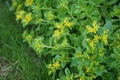 Sedum kamtschaticum var. ellacombianum blooms with beautiful yellow flowers in June. Berlin, Germany