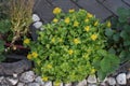 Sedum kamtschaticum var. ellacombianum blooms with beautiful yellow flowers in June. Berlin, Germany