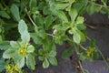 The snail is crawling along Sedum kamtschaticum var. ellacombianum in June. Berlin, Germany