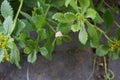 The snail is crawling along Sedum kamtschaticum var. ellacombianum in June. Berlin, Germany