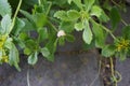 The snail is crawling along Sedum kamtschaticum var. ellacombianum in June. Berlin, Germany