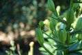 Snail perched on Asiatic Lilium x hybridum `Cancun` in June in the garden. A snail is, in loose terms, a shelled gastropod. Berlin Royalty Free Stock Photo