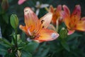 Snail perched on Asiatic Lilium x hybridum `Cancun` in June in the garden. A snail is, in loose terms, a shelled gastropod. Berlin Royalty Free Stock Photo