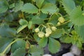 Strawberry bush with berries in the garden in June. Berlin, Germany