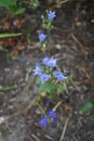 Triteleia laxa `Murielae` bloom in June in the garden. Berlin, Germany